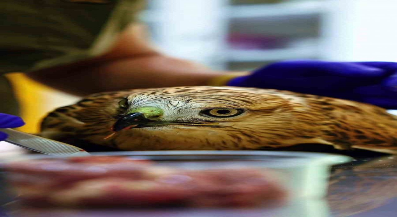 Bitkin halde bulunan şahin tedavi ediliyor