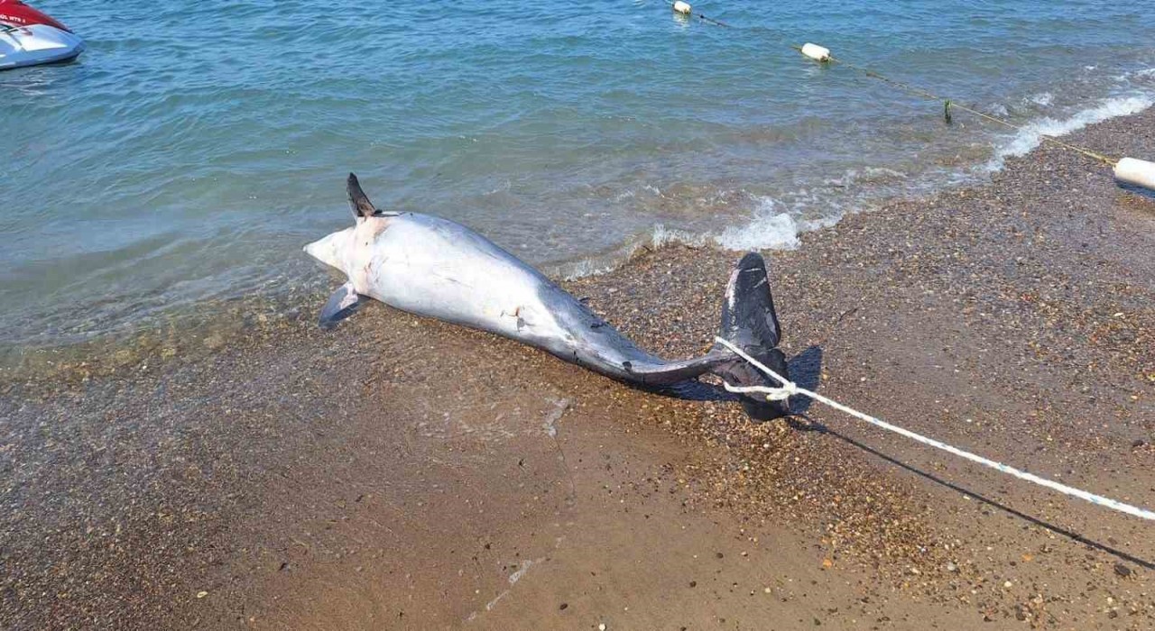 Bodrumda ölü yunus sahile vurdu turistler şok oldu