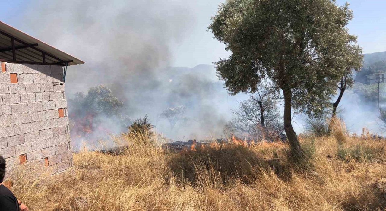 Bodrumda otluk ve zeytinlik alanda yangın
