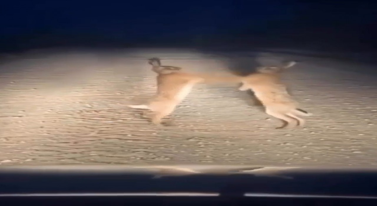 Boks maçını aratmayan anlar: Bayburtta iki yaban tavşanı kavga ederken görüntülendi