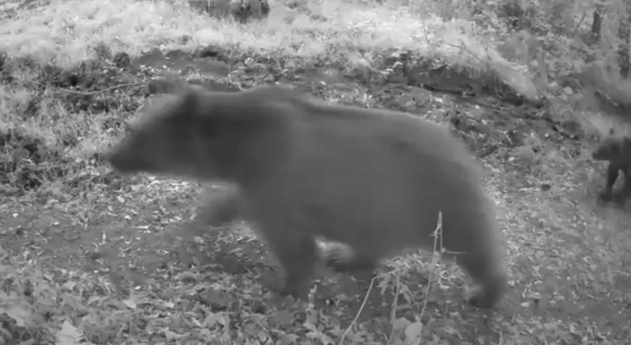 Boluda anne ayı ve 3 yavrusu görüntülendi