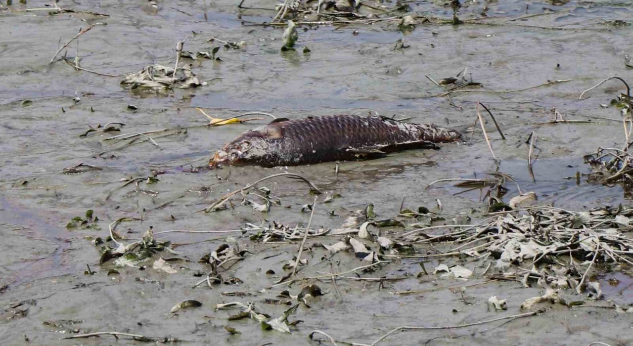 Boluda balık ölümlerinin yaşandığı gölde ekipler inceleme yaptı