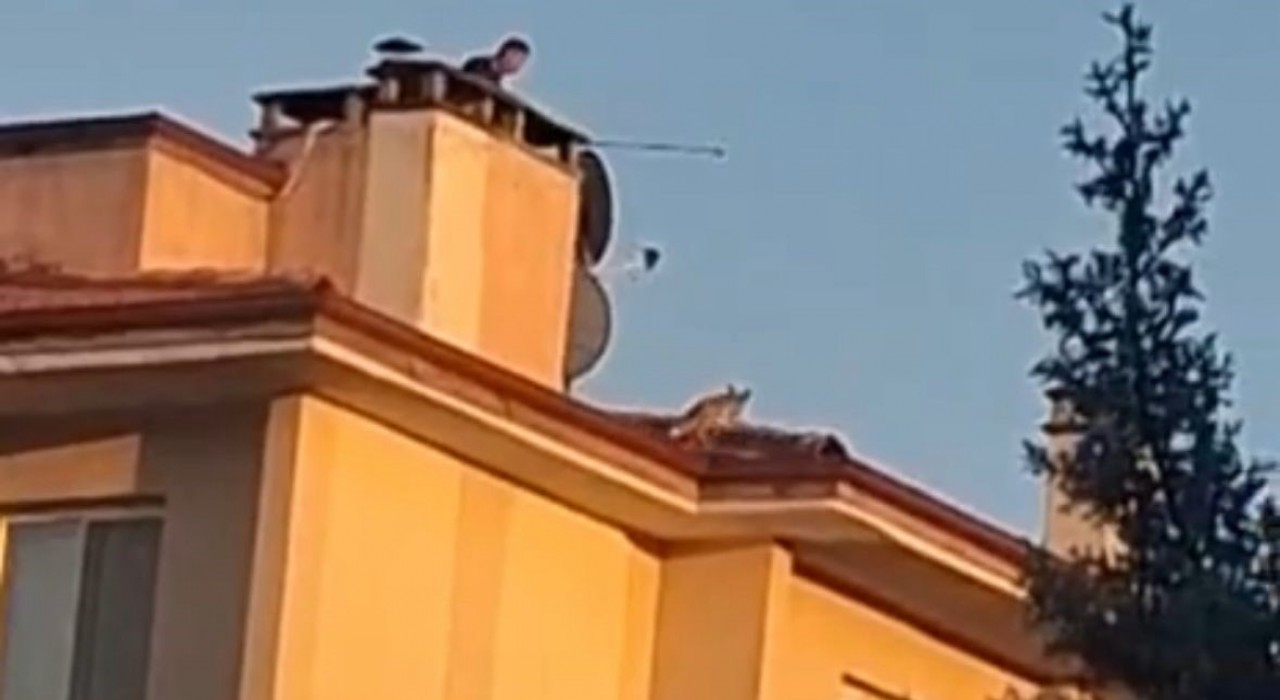 Boluda ilginç anlar: Apartman çatısına tilki çıktı