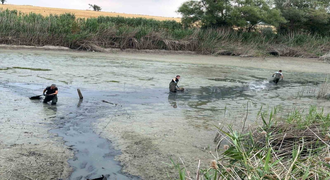 Boluda, kuruyan gölette mahsur kalan balıklar kurtarıldı