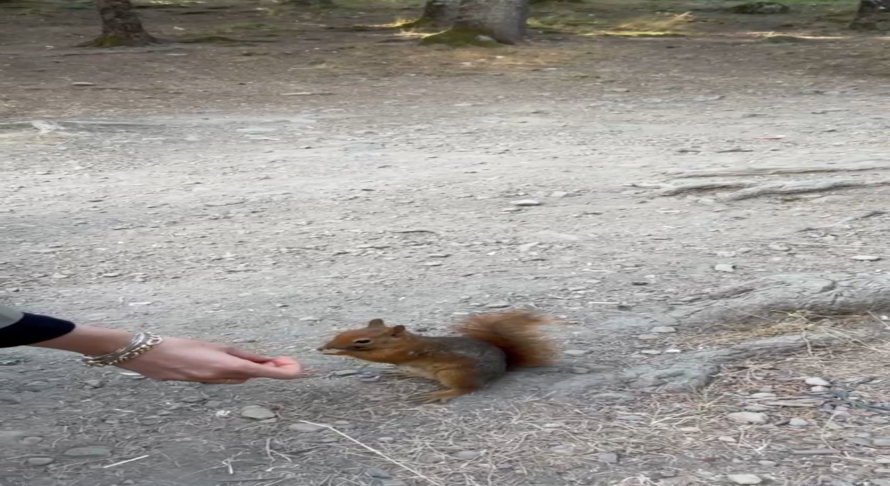 Boluda piknikçilere sürpriz ziyaret: Sincabı elleriyle beslediler