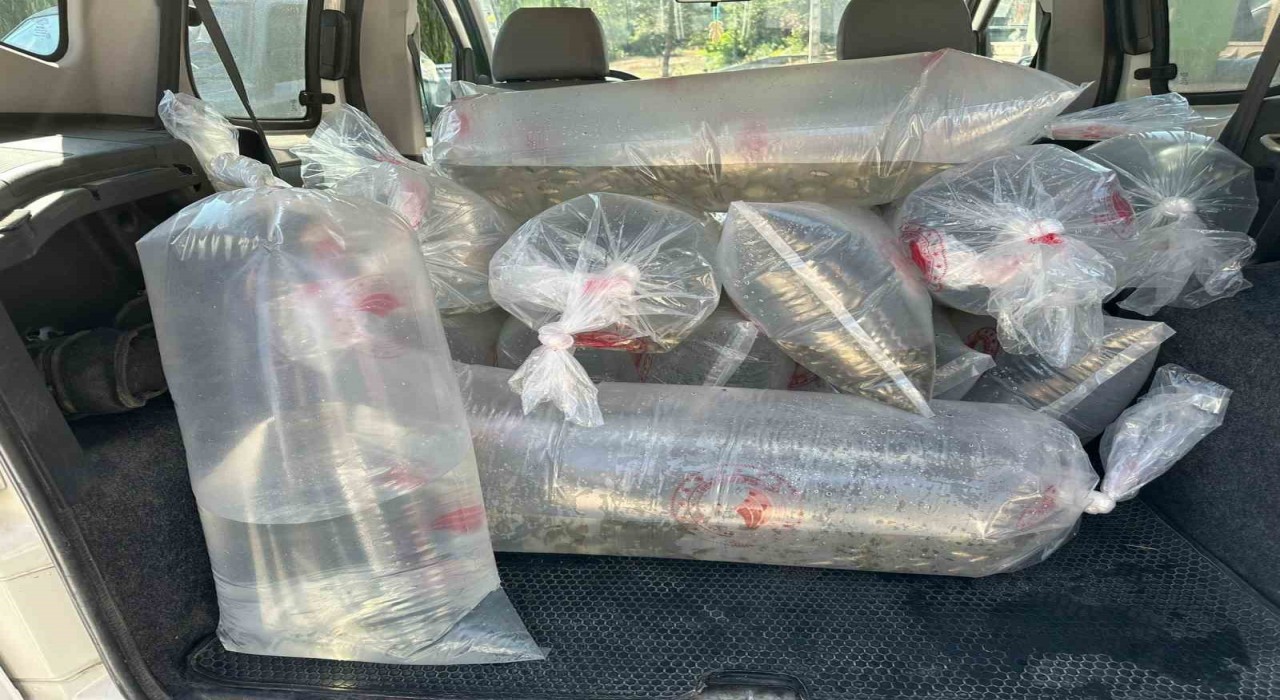 Boluda üretilen yavru sazanlar Türkiyenin dört bir yanına gönderildi