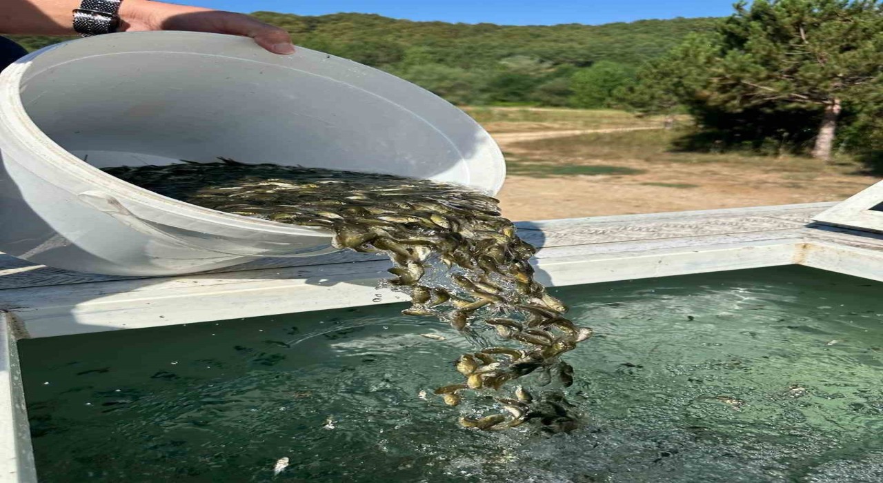 Boludan, Ankara ve Kırıkkaleye 2.5 milyon yavru sazan gönderildi