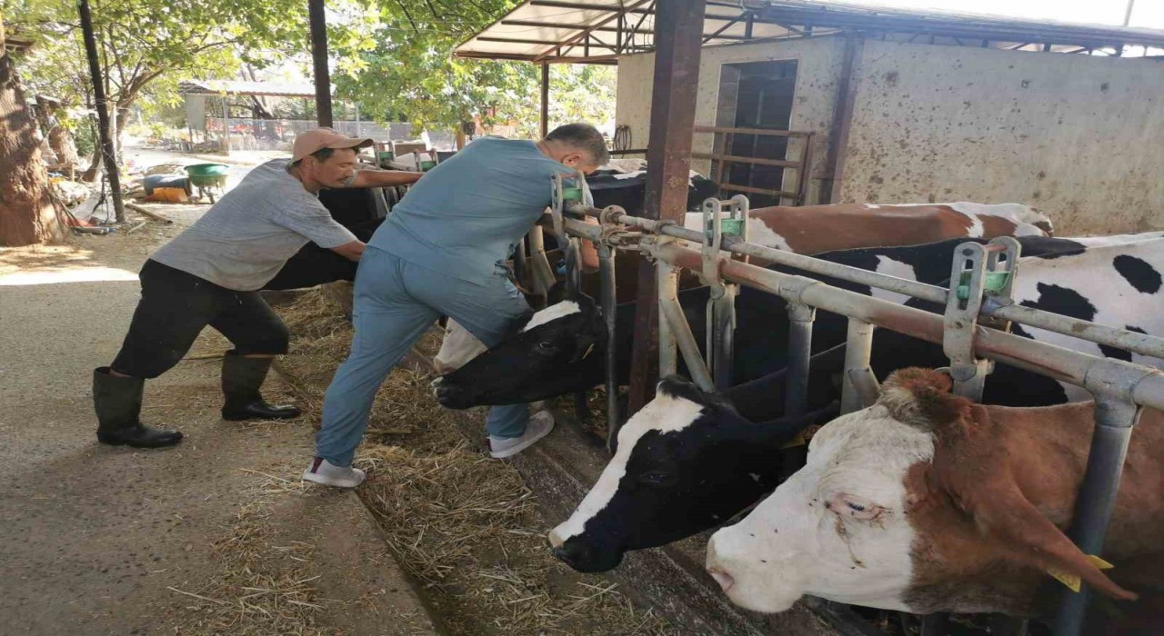 Bozdoğanda hastalıktan ari işletmelerde kontroller sürüyor