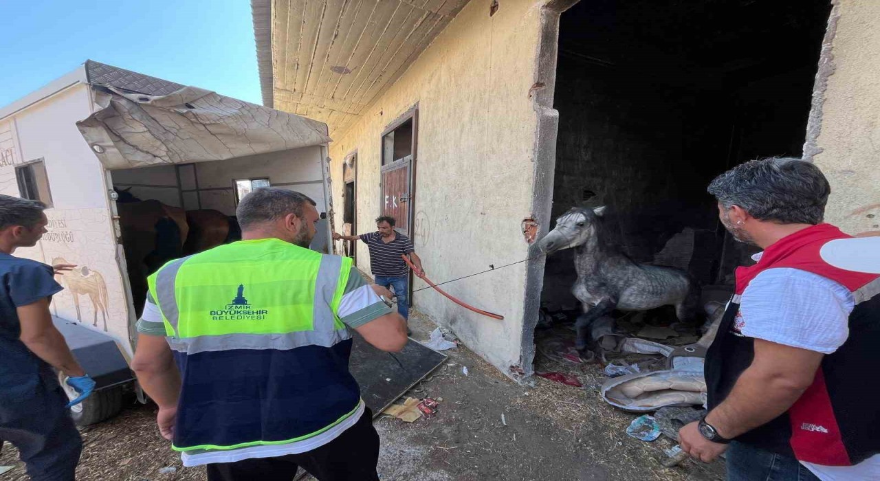 Bucadaki haralara terk edilen sahipsiz atlar kurtarıldı