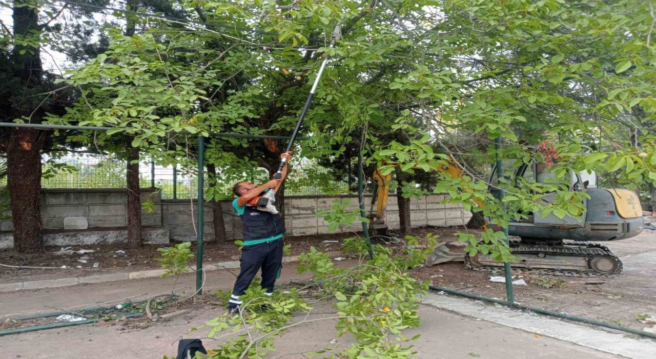 Budanan ağaçlar dar gelirli ailelere yakacak oluyor