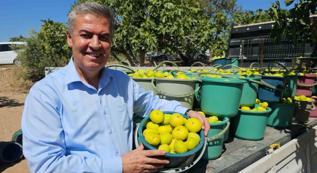 Buharkent Taze İncir Festivali Cuma günü başlıyor