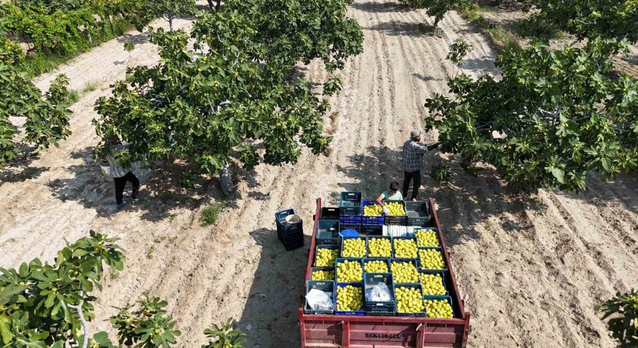 Buharkentin damak çatlatan lezzeti taze incir, sofralarda yerini aldı