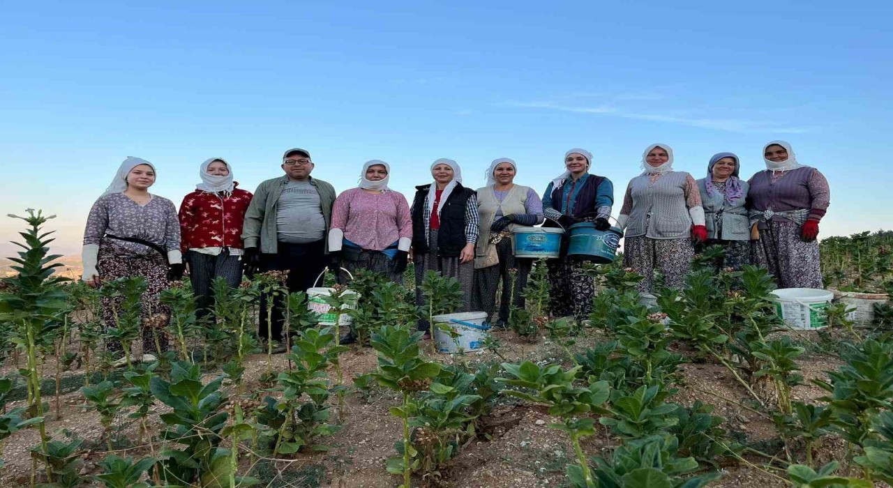 Buldanda kekik ve tütün üreticilerinin yüzü gülüyor