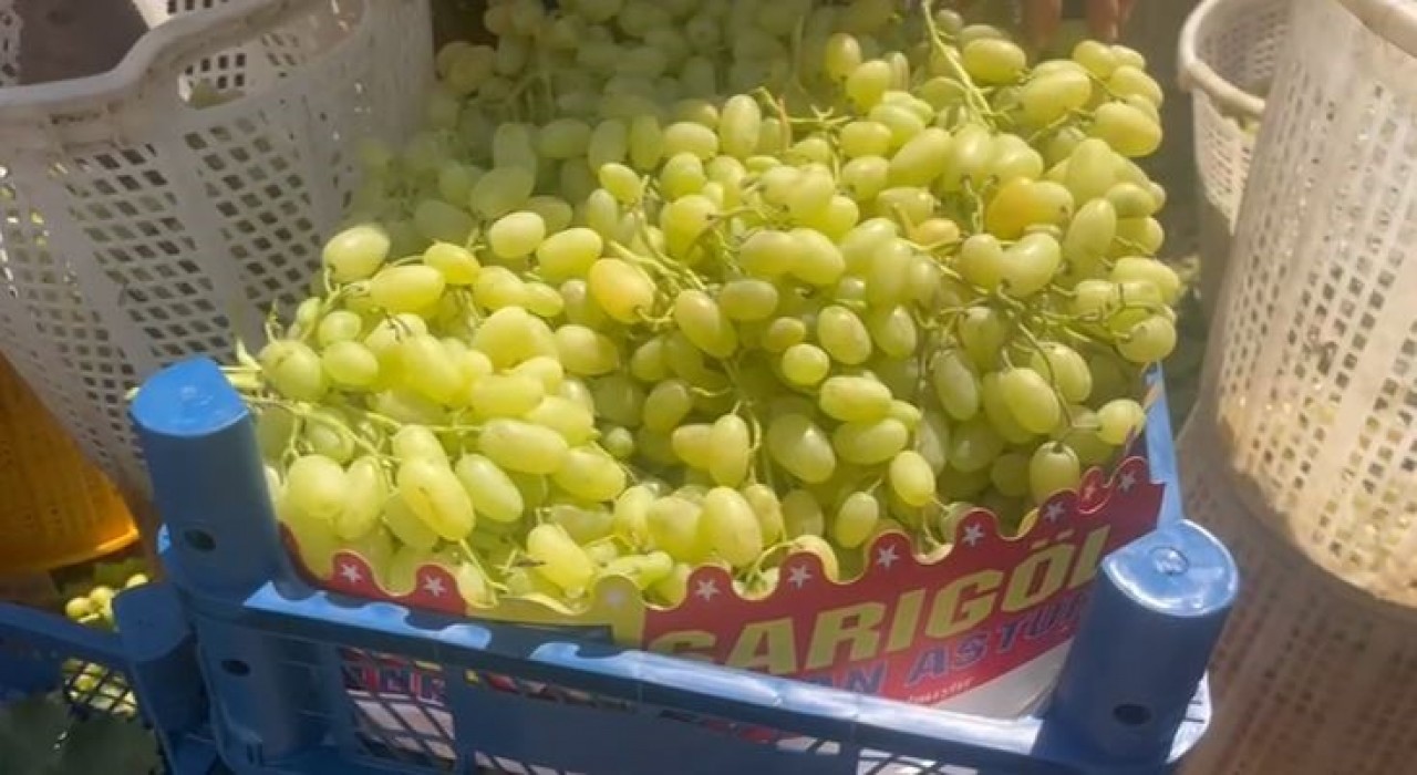 Buldanda üzüm bağlarında hasat başladı