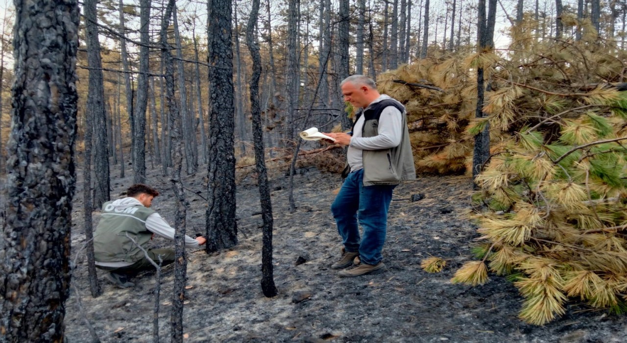 Bursada yanan ağaçları tek tek saydılar...Hem havadan hem karadan