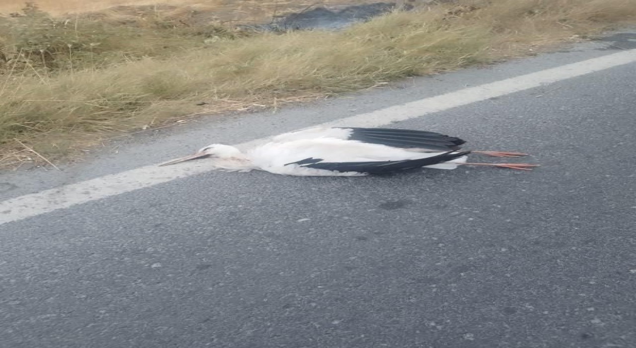 Büyükçekmecede leyleklerin çarptığı trafoda yangın