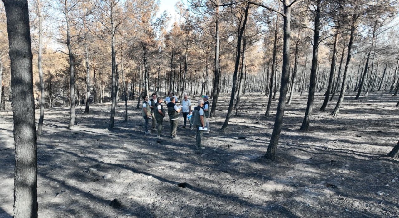 Çanakkale Orman Bölge Müdürü Demirci: 2025 yılında 130 adet orman yangınında 8 bin 196 hektar orman alanımız zarar görmüştür