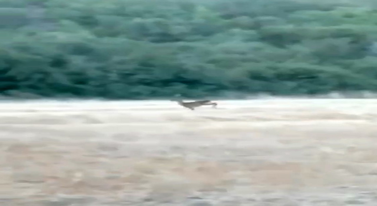 Çanakkalede alevler arasından kaçan karaca cep telefonu kamerasına yansıdı