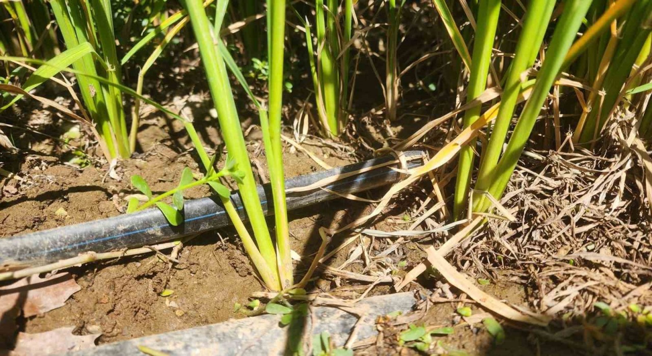 Çanakkalede çeltikler 5 yıldır damla sulama yöntemiyle yetiştiriliyor