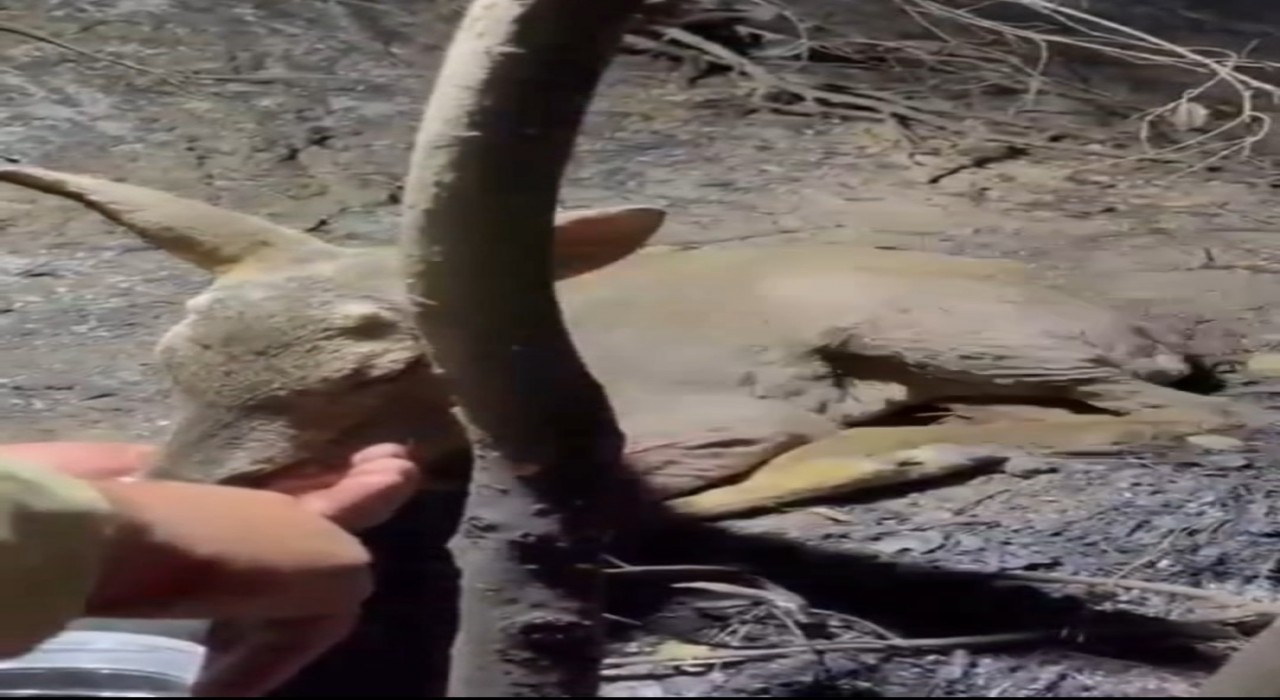 Çanakkalede çıkan orman yangınında yaralanan yavru ceylana ekipler su yetiştirildi