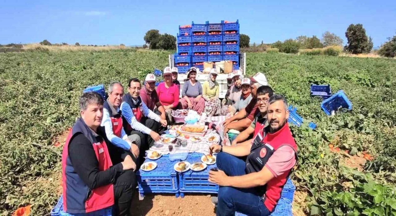 Çanakkalede İl Tarım Müdürlüğünden üreticilere domates hasadı ziyareti