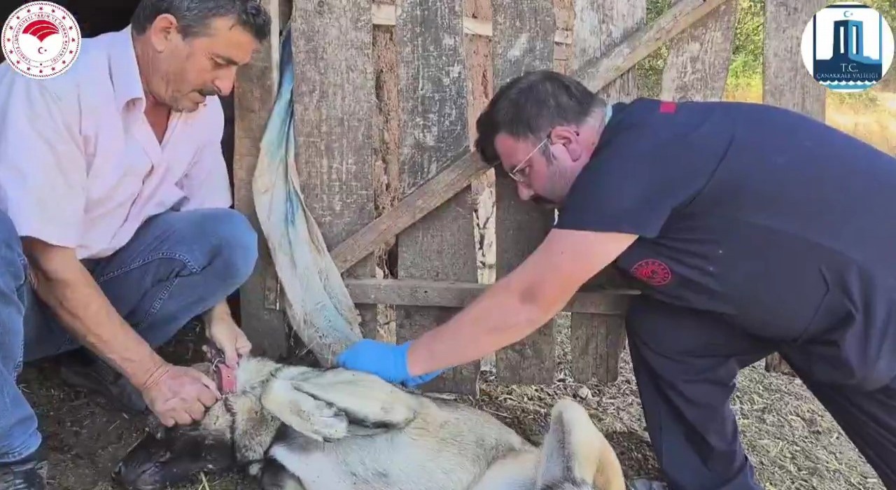 Çanakkalede Sürü Köpeklerine Mikroçip Takılması ve Kimliklendirilmesi Projesi  hayata geçti