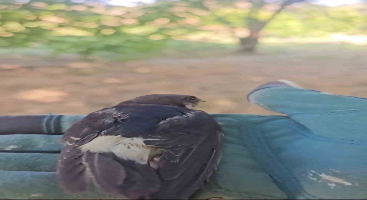 Çanakkalede tedavisi tamamlanan yavru kırlangıçlar doğaya salındı