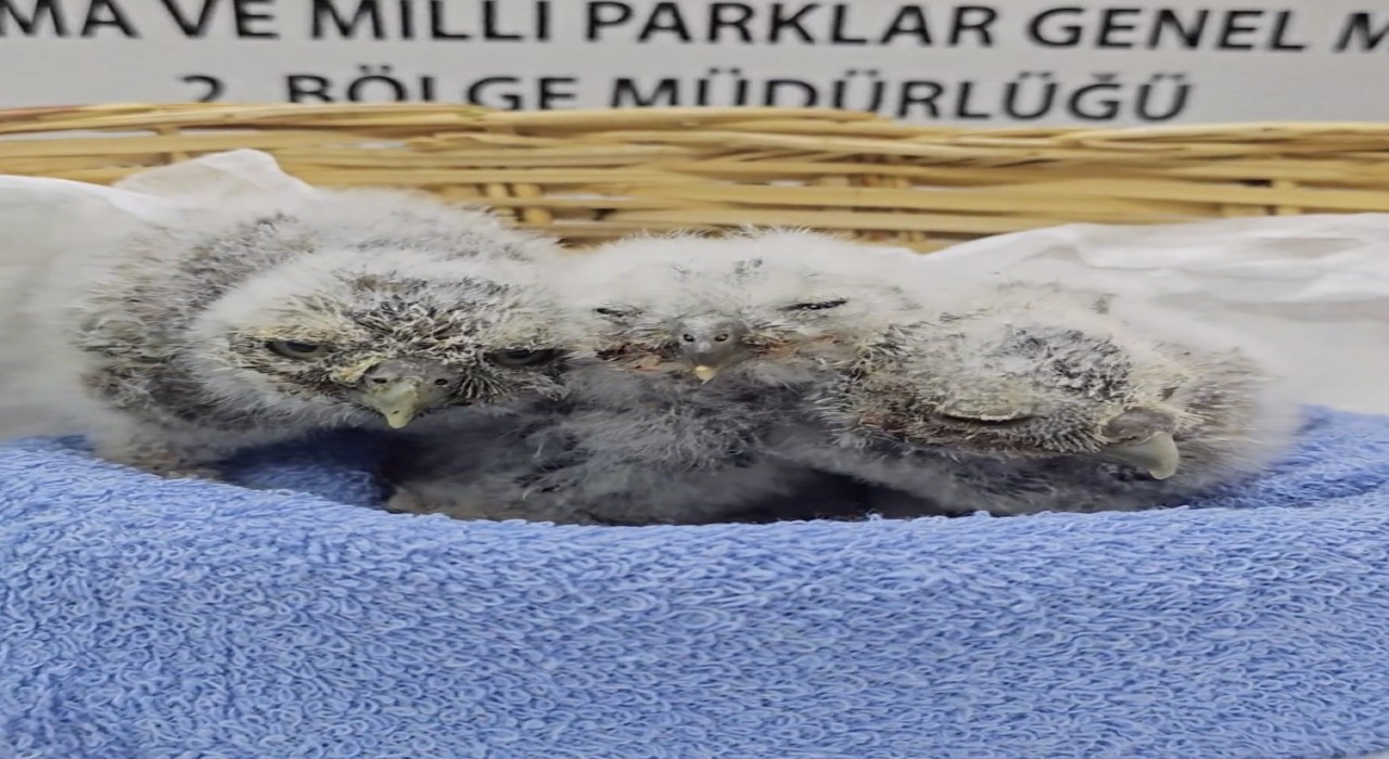 Çanakkalede yuvalarını kaybeden yavru kukumavlar koruma altına alındı