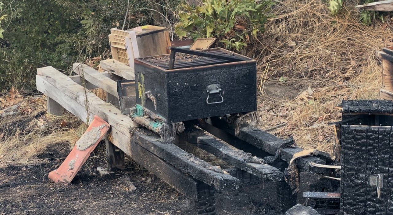 Çanakkaledeki orman yangınında arı kovanları alevlere teslim oldu