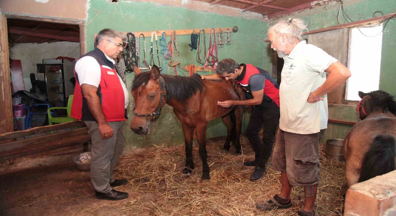 Çanakkaledeki yangınlarda mahsur kalan hayvanlara sağlık taraması