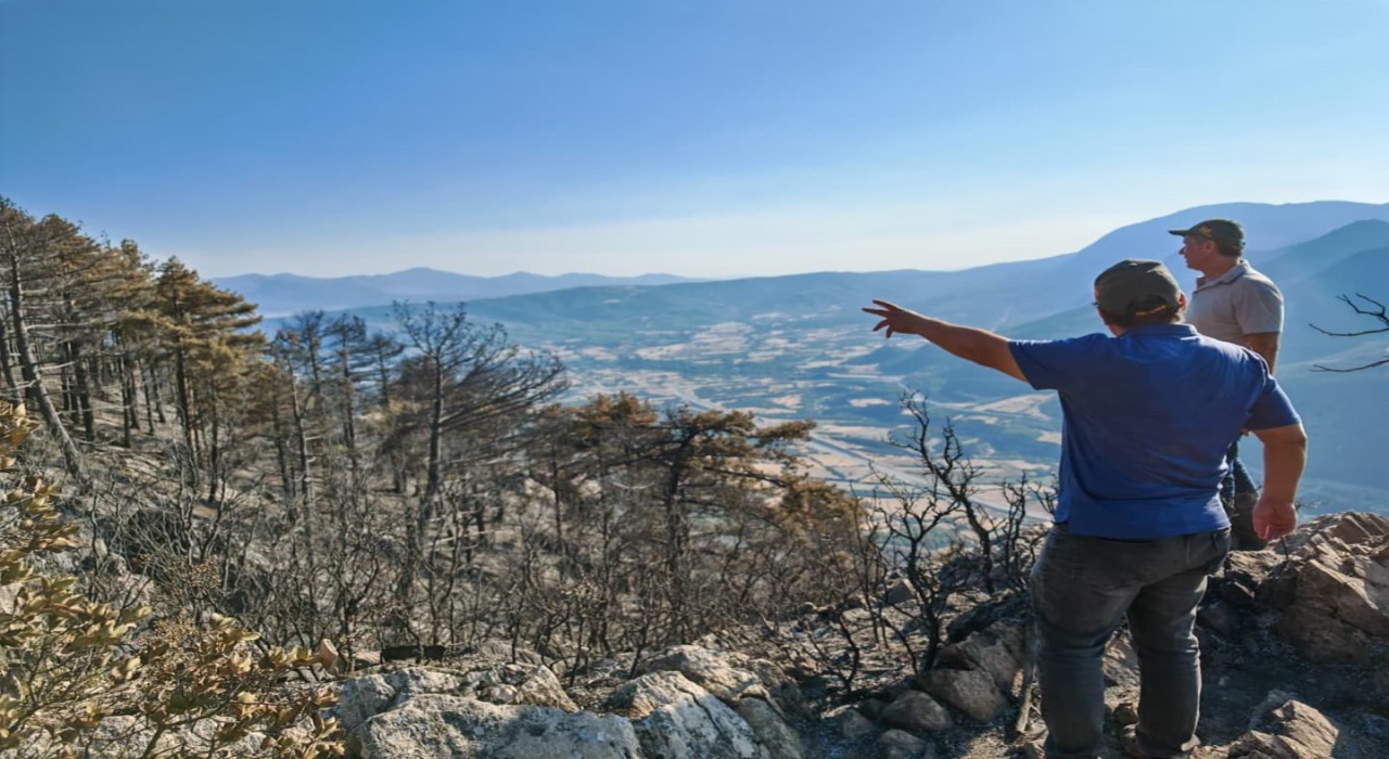Cankurtaranda yanan bölgenin ağaçlandırılması için çalışmalara başlandı