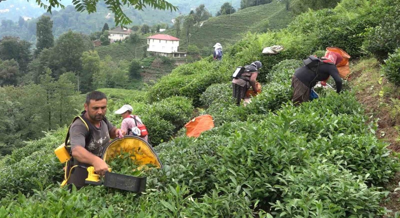 ÇAYKUR Genel Müdürü Alim: Çay üreticileri de mağduriyetin kendilerinden olduğunun farkında