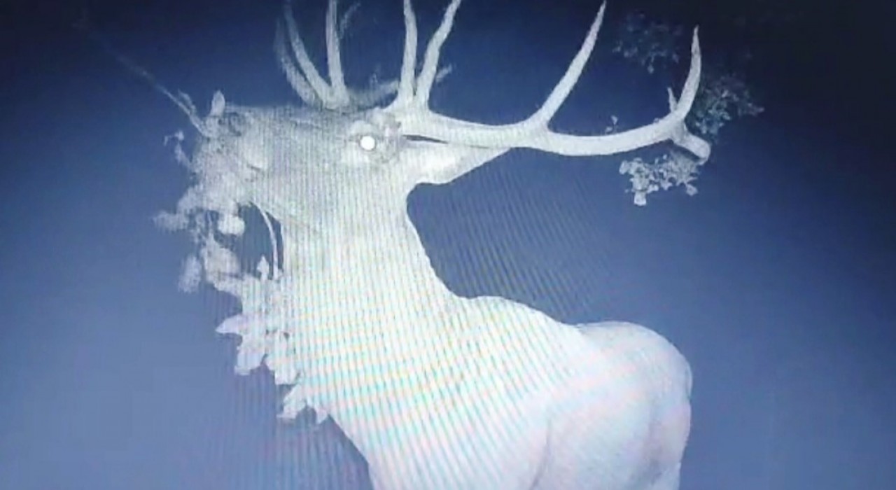 Çiftçilerin bahçesine zarar veren şüphelinin geyik olduğu ortaya çıktı