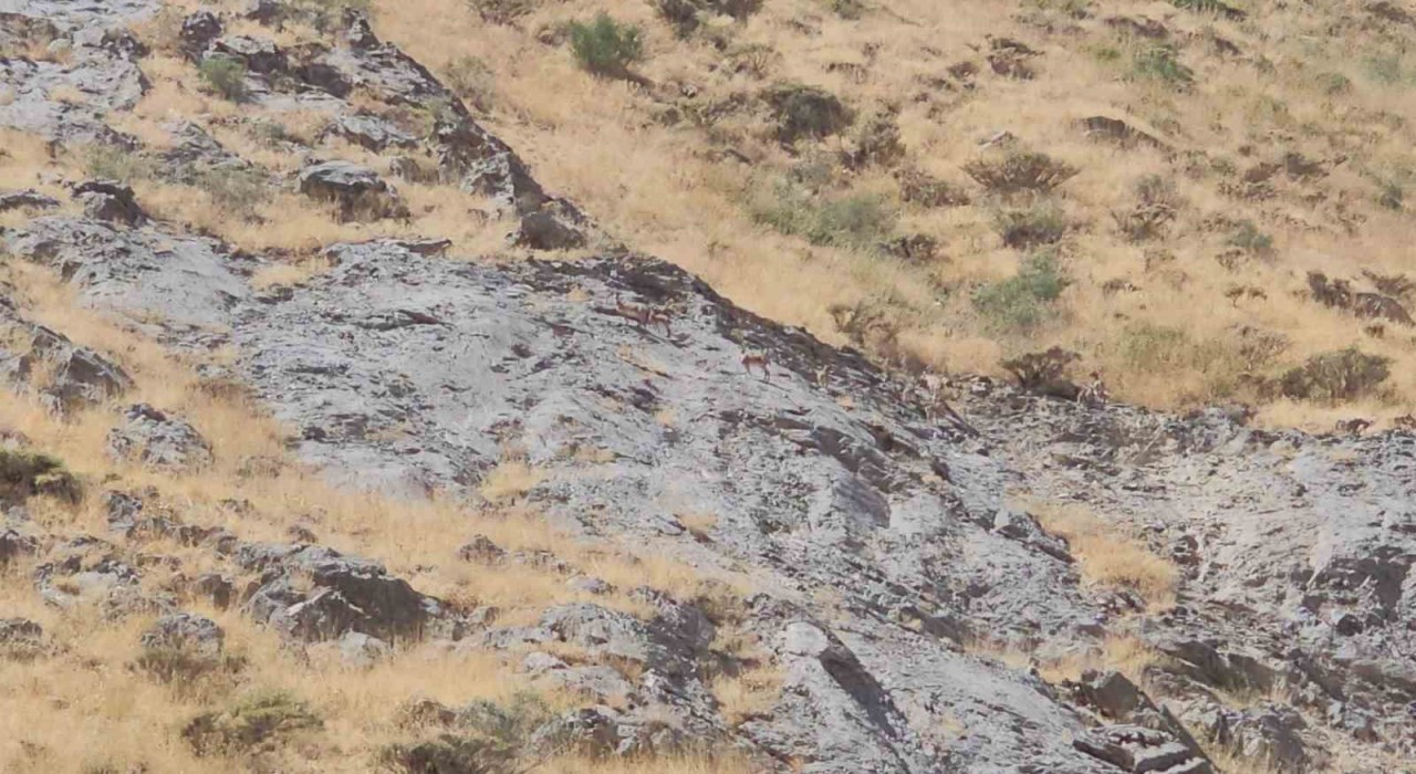 Cilo Dağında dağ keçileri görüntülendi