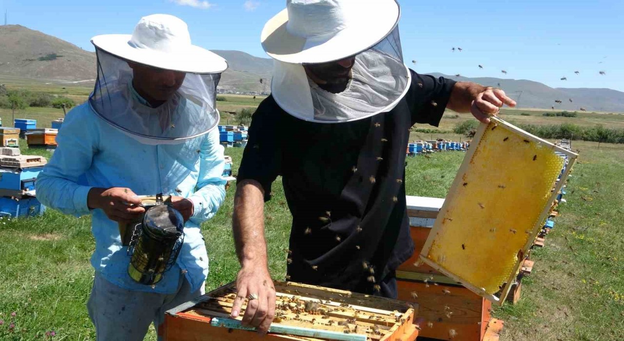 Coğrafi işaretli balın hasadı başladı; kilosu 1500 TLden satılıyor