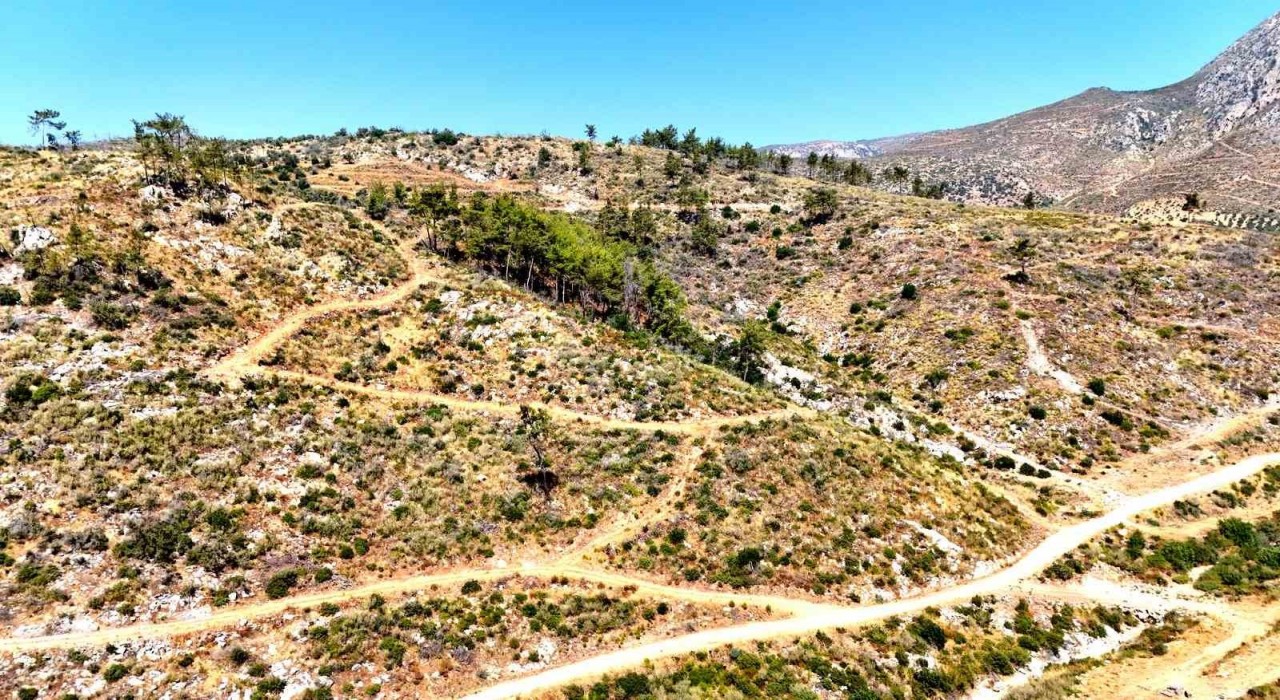 Çökertmede küle dönen ormanlar 5 yılda yeniden hayat buldu