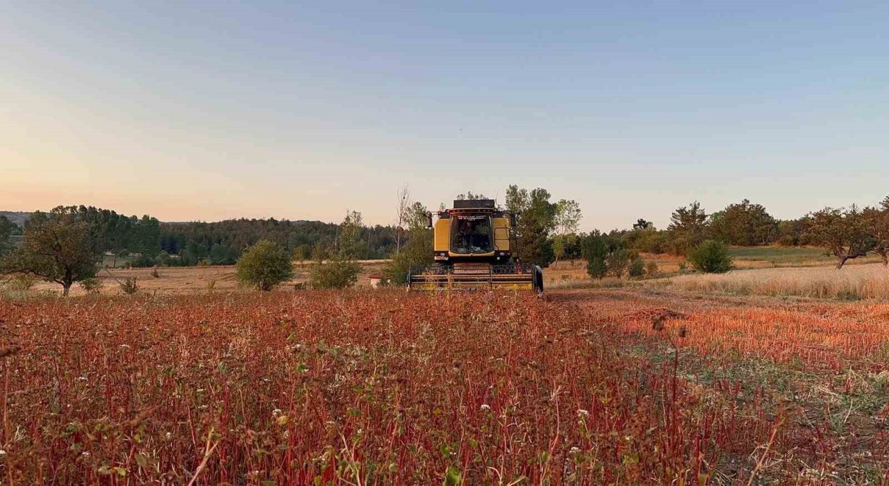 Çölyak hastalarının besin kaynağı karabuğdayın hasadı başladı