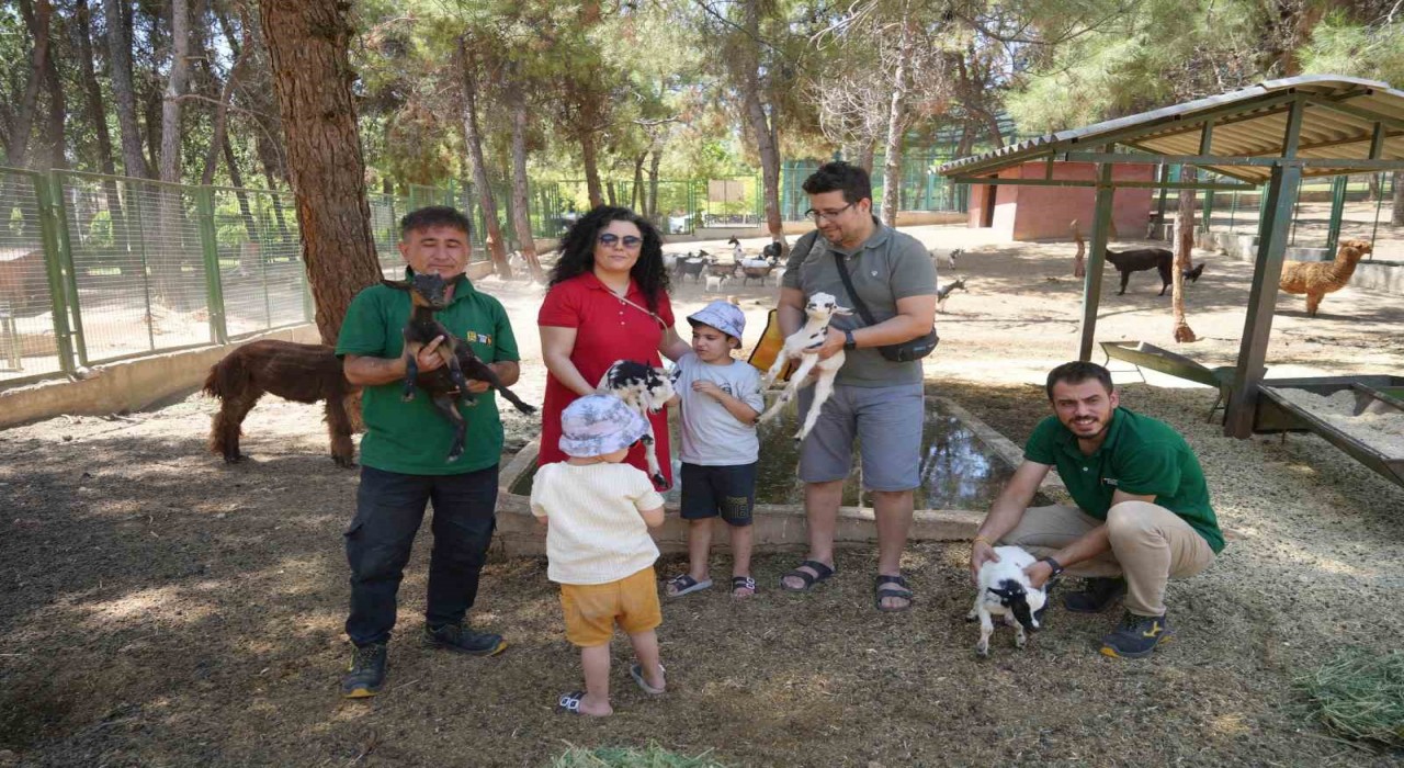 Cüce keçiler Gaziantep Doğal Yaşam Parkında dördüz doğuruyor