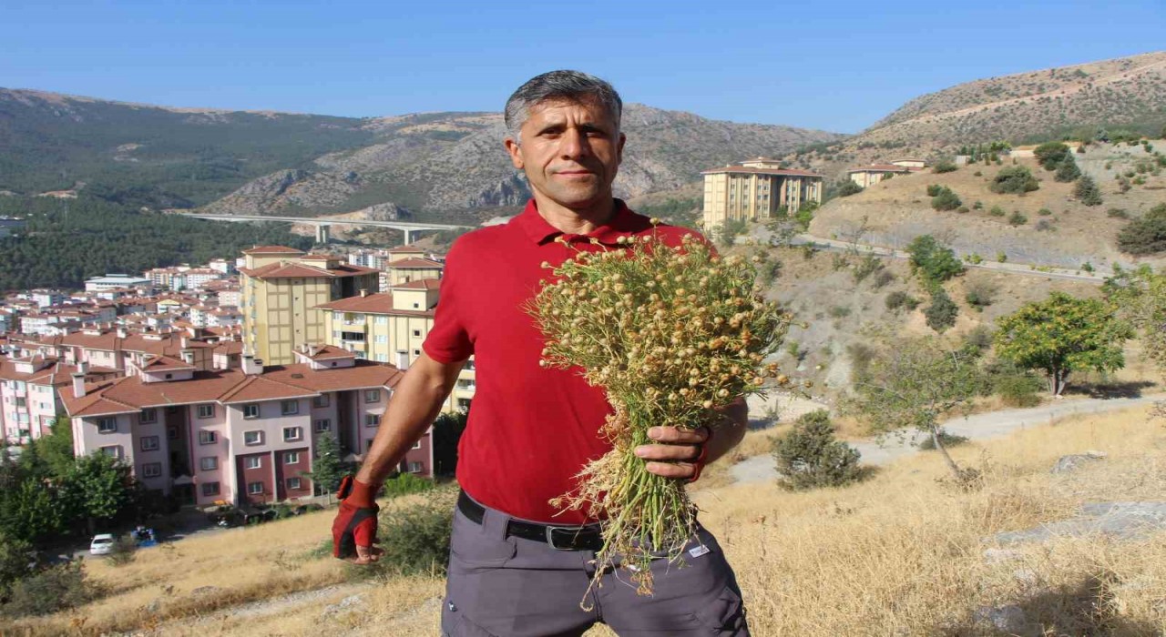 Dağ yamaçlarından topluyor, buketini 100 TLden satıyor