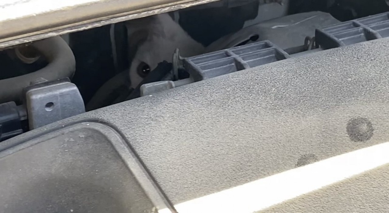 Dakikalarca mücadele vererek araç kaputundan miyavlama sesiyle kurtardığı yavru kedinin kendi kedisi olduğu ortaya çıktı