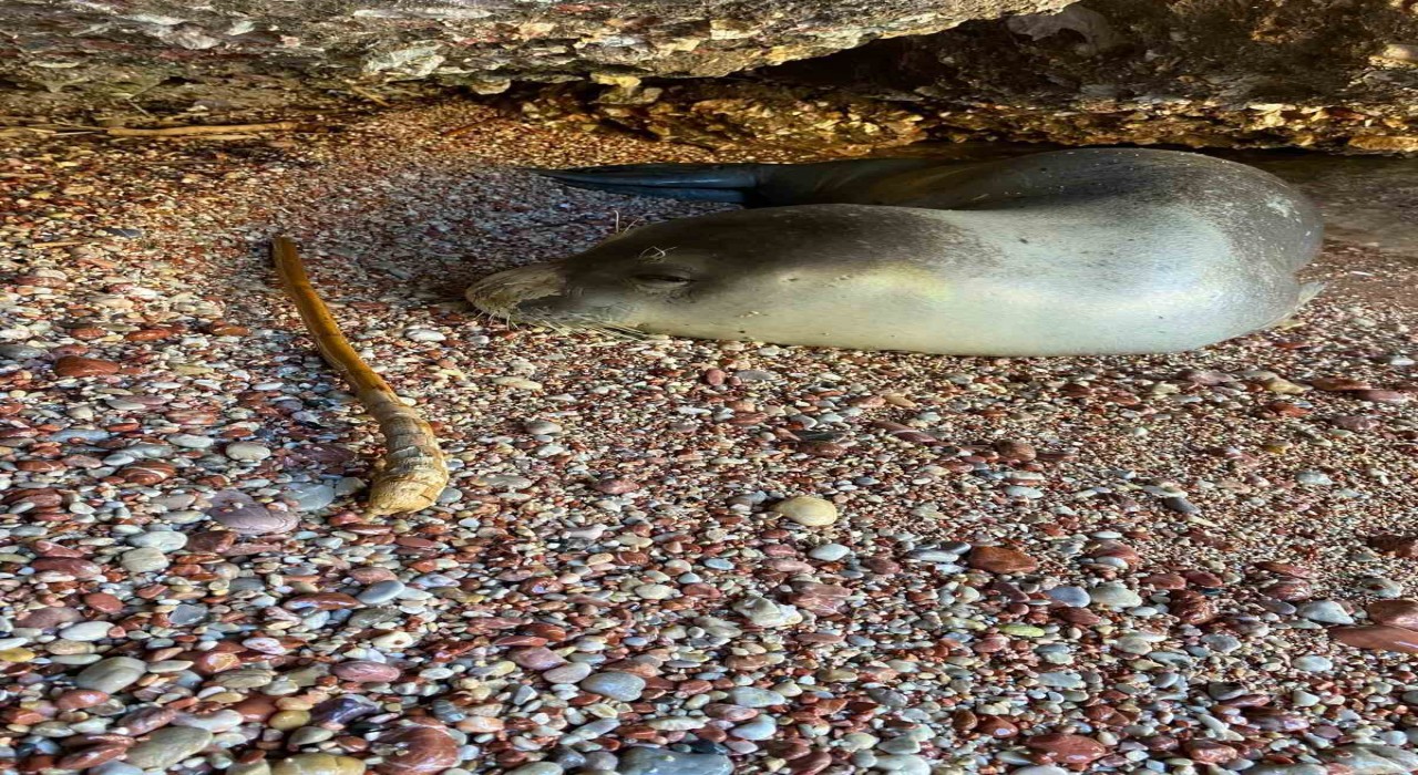 Datçada karaya çıkan Akdeniz foku, koruma altına alındı