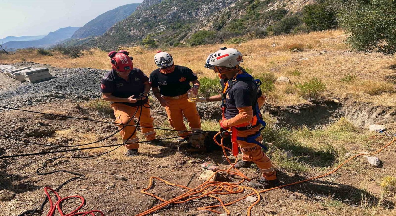 Datçada kuyuya düşen köpek MAG-AME ekibince kurtarıldı