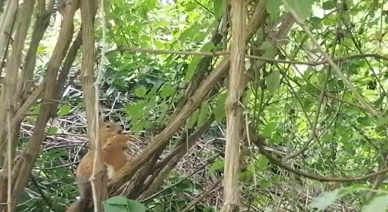 Davetsiz misafire böyle seslendi: Sincap kardeş ekmeğimi niye çaldın