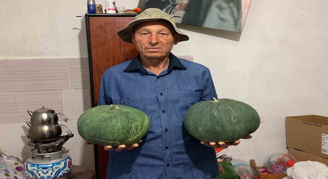 Dededen kalan tohumla Çavuşlar Kavunu yeniden canlandırıldı