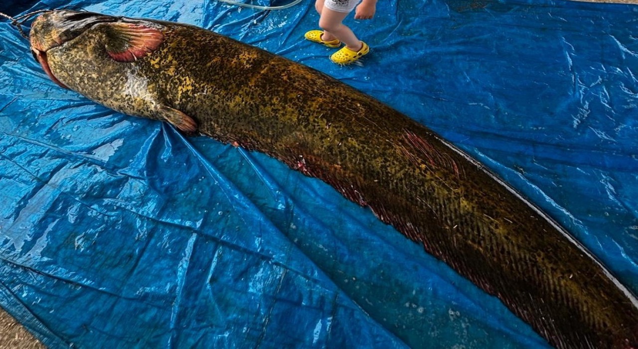 Demirköprü Barajında 114 kiloluk yayın balığı yakalandı