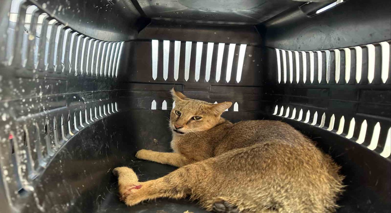 Didimde yaralı halde bulunan dağ kedisi tedavi altına alındı