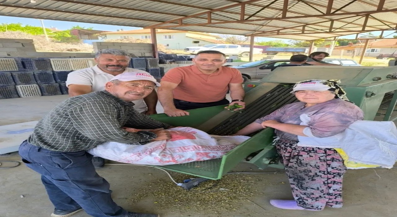 Dinarda kornişon salatalık sezonu başladı