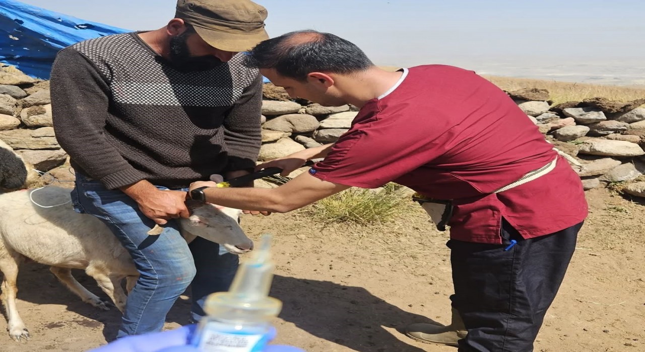 Diyadinde küçükbaş hayvanlara kimlik ve sağlık takibi