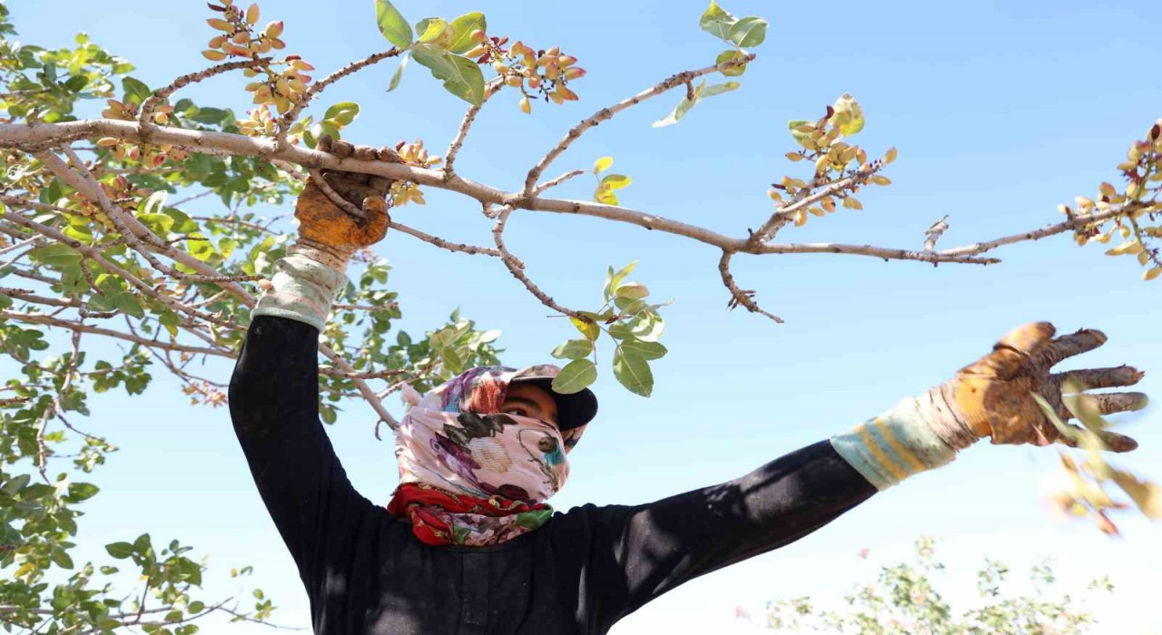 Diyarbakırda mevsimlik işçilerin sıcak havada fıstık hasadı devam ediyor