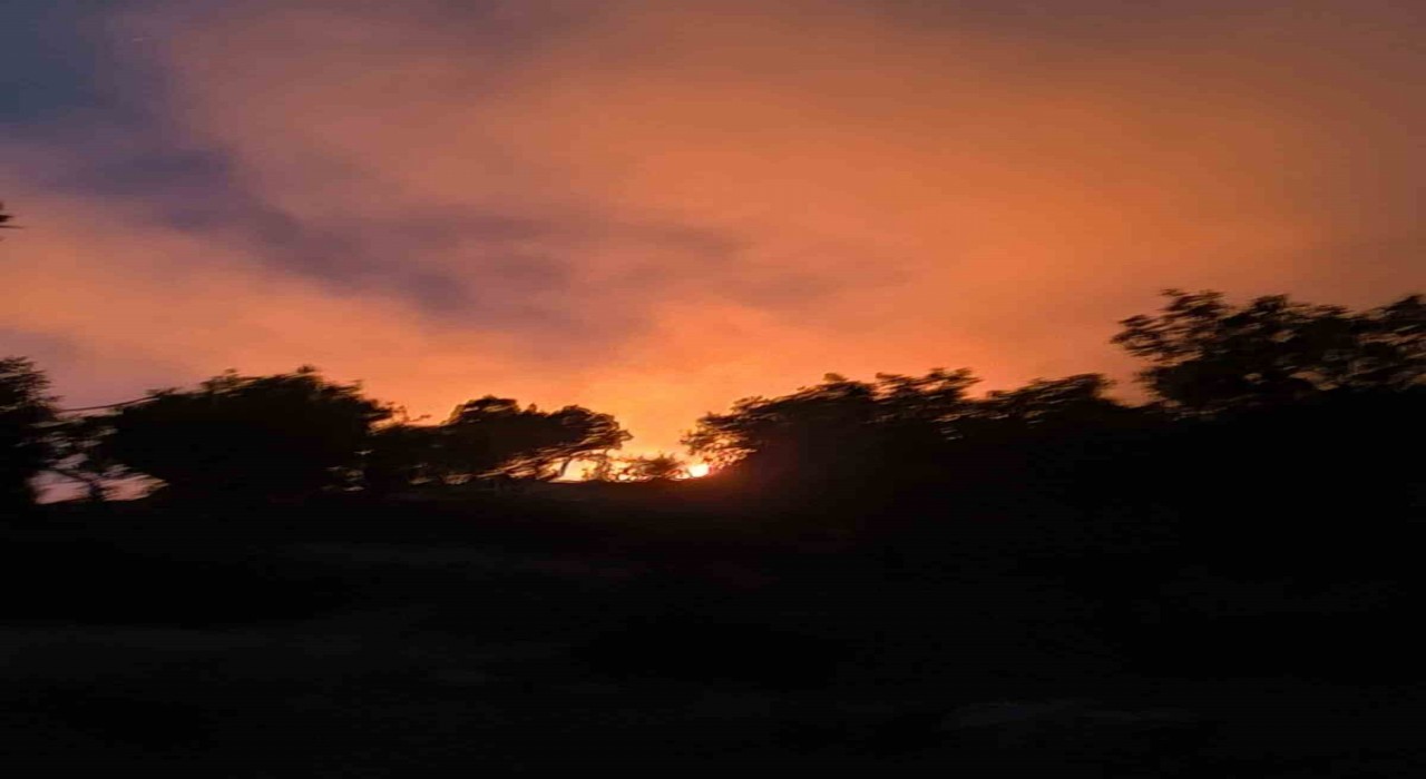 Diyarbakırda ormanlık alanda çıkan yangın söndürüldü